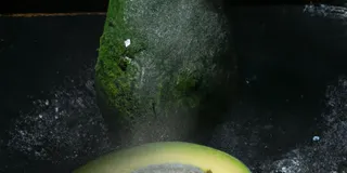 Receita Como congelar abacate: mantenha-os para sempre disponíveis!
