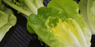 Receita Delícia de Salada de Alface Low-Carb
