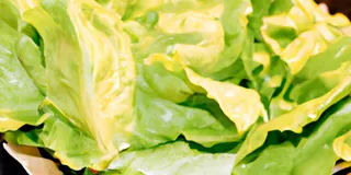 Receita Salada simples de alface para quem quer se alimentar melhor